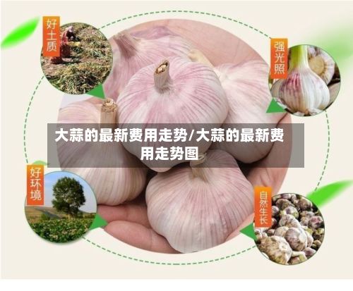 大蒜的最新费用走势/大蒜的最新费用走势图-第3张图片