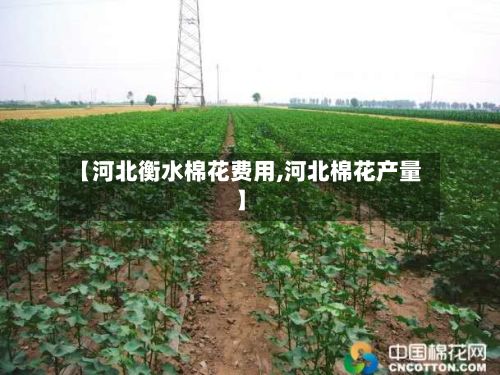 【河北衡水棉花费用,河北棉花产量】