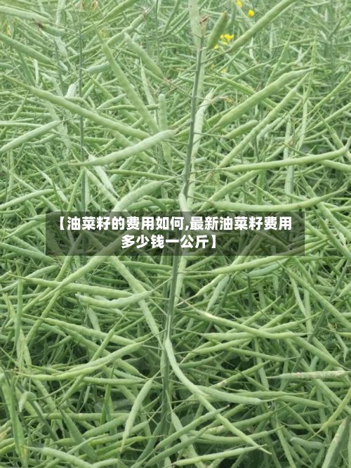 【油菜籽的费用如何,最新油菜籽费用多少钱一公斤】-第2张图片
