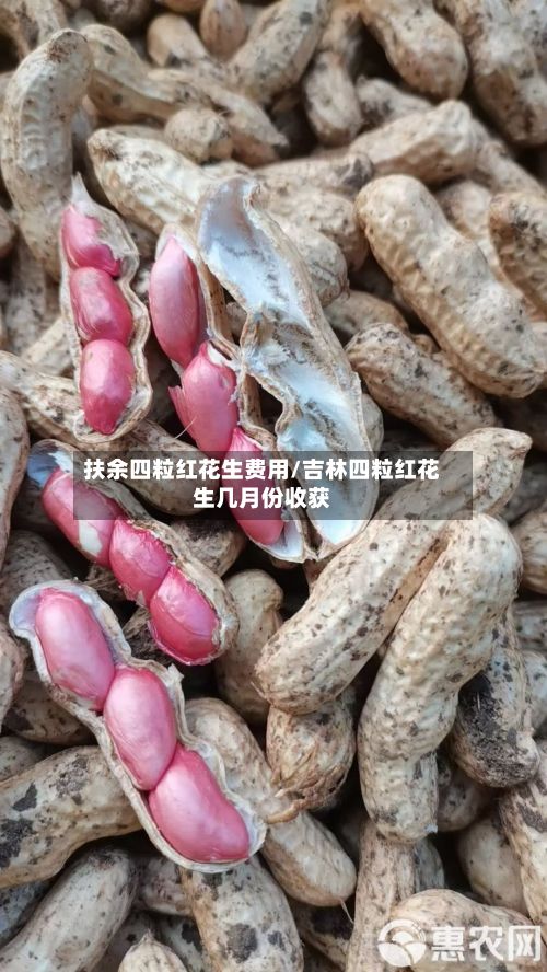 扶余四粒红花生费用/吉林四粒红花生几月份收获-第2张图片