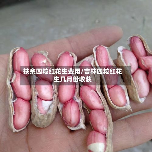 扶余四粒红花生费用/吉林四粒红花生几月份收获
