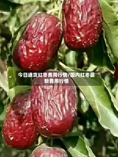 今日通货红枣费用行情/国内红枣最新费用行情-第2张图片