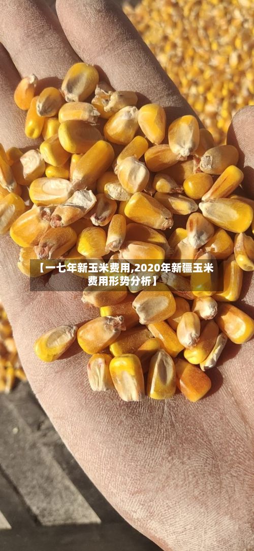 【一七年新玉米费用,2020年新疆玉米费用形势分析】