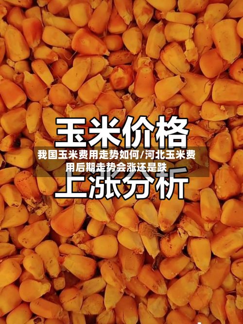 我国玉米费用走势如何/河北玉米费用后期走势会涨还是跌-第2张图片