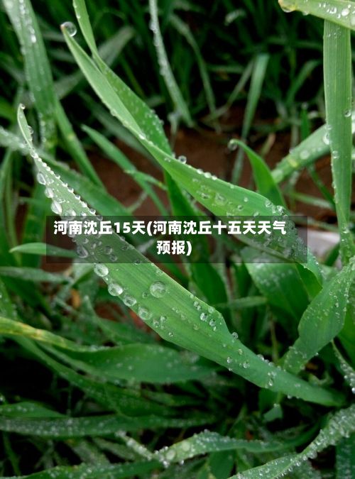 河南沈丘15天(河南沈丘十五天天气预报)