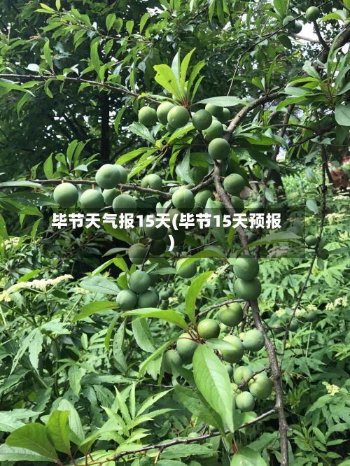 毕节天气报15天(毕节15天预报)