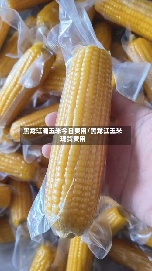 黑龙江潮玉米今日费用/黑龙江玉米现货费用