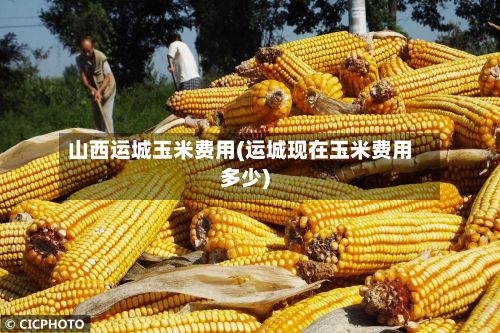 山西运城玉米费用(运城现在玉米费用多少)-第3张图片