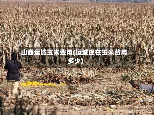 山西运城玉米费用(运城现在玉米费用多少)-第2张图片