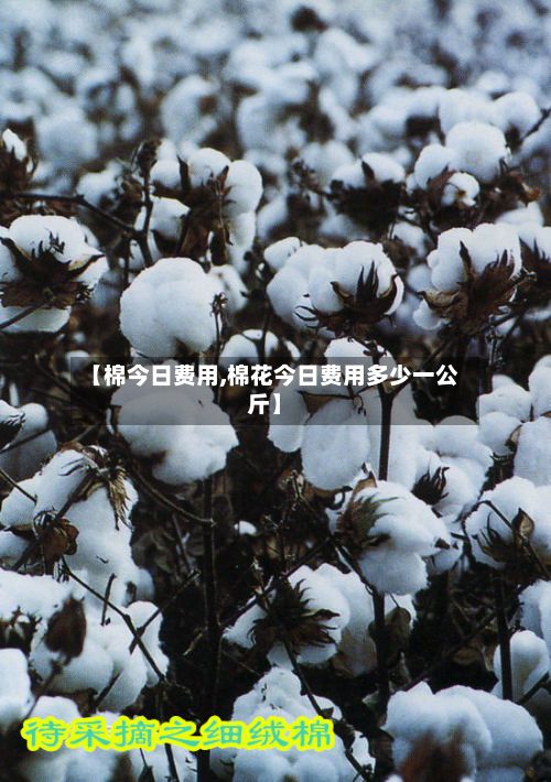 【棉今日费用,棉花今日费用多少一公斤】-第2张图片