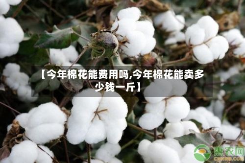 【今年棉花能费用吗,今年棉花能卖多少钱一斤】-第2张图片