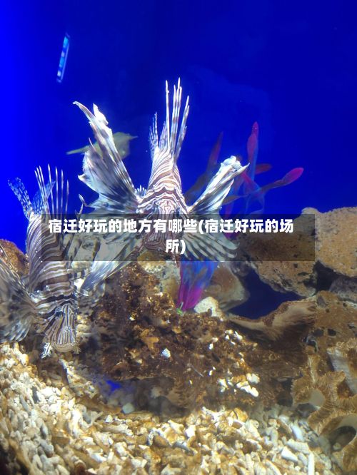 宿迁好玩的地方有哪些(宿迁好玩的场所)-第2张图片