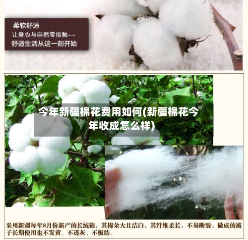 今年新疆棉花费用如何(新疆棉花今年收成怎么样)