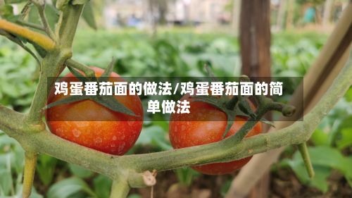 鸡蛋番茄面的做法/鸡蛋番茄面的简单做法