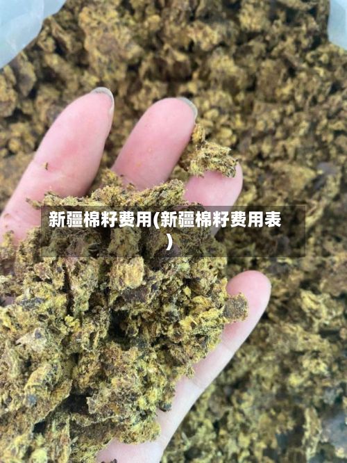 新疆棉籽费用(新疆棉籽费用表)