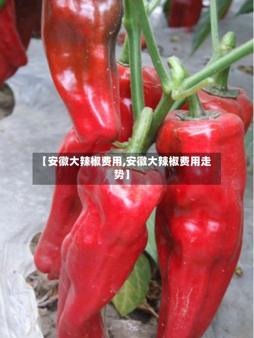 【安徽大辣椒费用,安徽大辣椒费用走势】-第2张图片