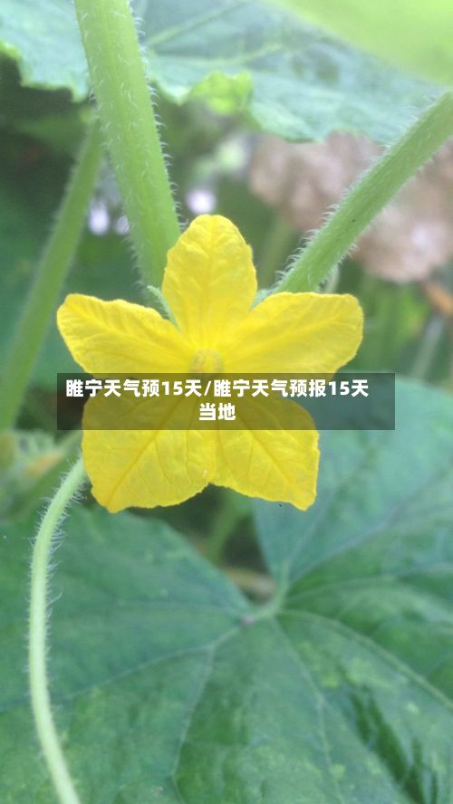 睢宁天气预15天/睢宁天气预报15天当地