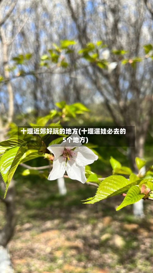 十堰近郊好玩的地方(十堰遛娃必去的5个地方)