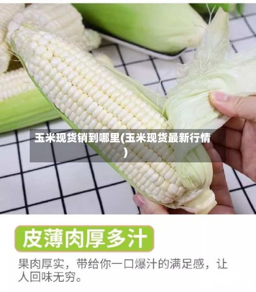 玉米现货销到哪里(玉米现货最新行情)