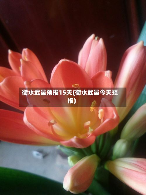 衡水武邑预报15天(衡水武邑今天预报)