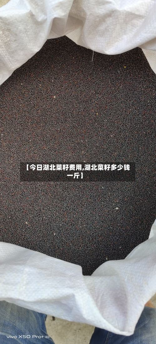 【今日湖北菜籽费用,湖北菜籽多少钱一斤】