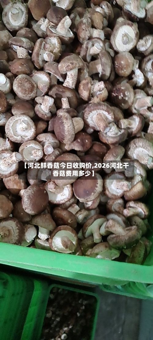 【河北鲜香菇今日收购价,2026河北干香菇费用多少】-第2张图片
