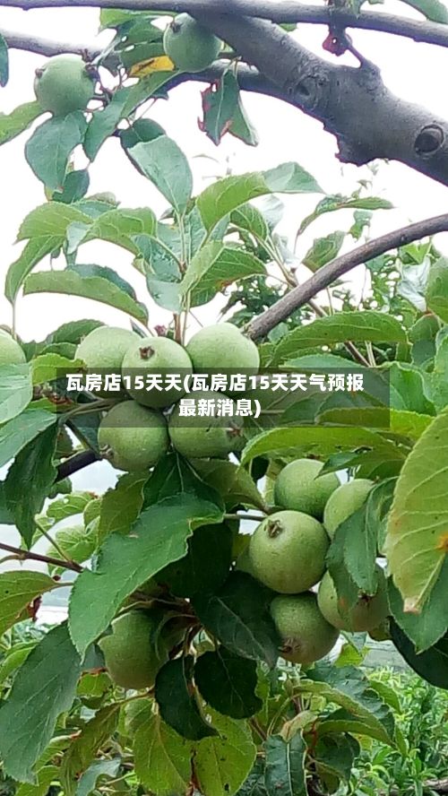 瓦房店15天天(瓦房店15天天气预报最新消息)