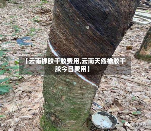 【云南橡胶干胶费用,云南天然橡胶干胶今日费用】