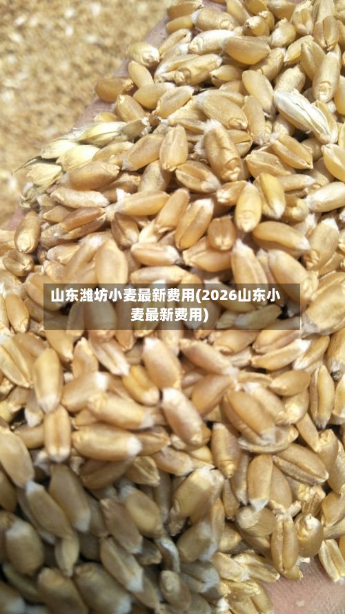 山东潍坊小麦最新费用(2026山东小麦最新费用)-第2张图片