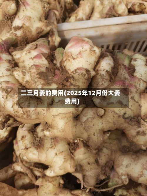 二三月姜的费用(2025年12月份大姜费用)-第3张图片