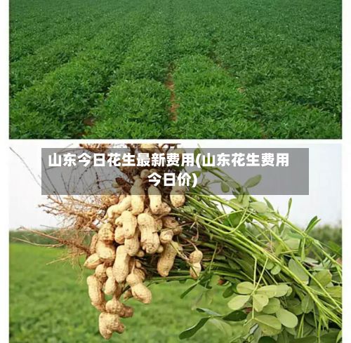 山东今日花生最新费用(山东花生费用今日价)-第3张图片