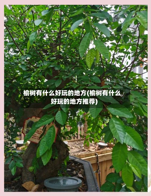 榆树有什么好玩的地方(榆树有什么好玩的地方推荐)-第2张图片