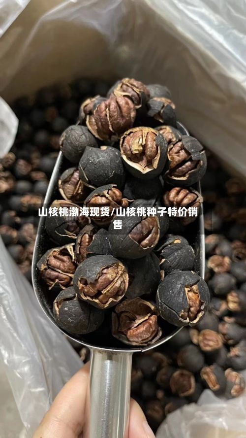 山核桃渤海现货/山核桃种子特价销售-第2张图片