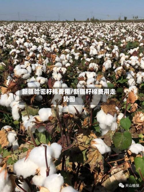 新疆哈密籽棉费用/新疆籽棉费用走势图