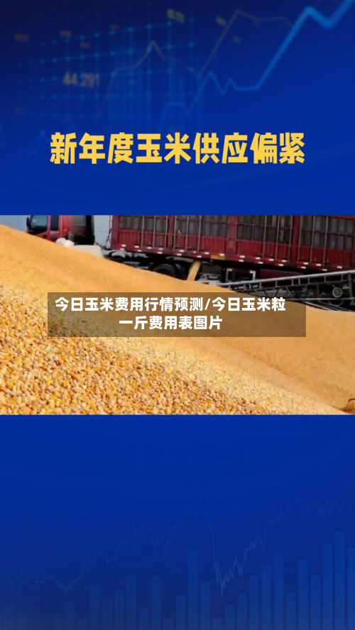 今日玉米费用行情预测/今日玉米粒一斤费用表图片