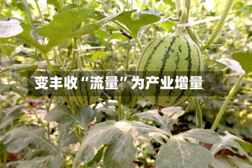 变丰收“流量	”为产业增量-第2张图片