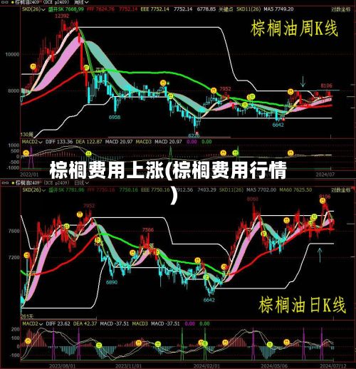 棕榈费用上涨(棕榈费用行情)