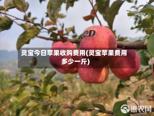 灵宝今日苹果收购费用(灵宝苹果费用多少一斤)