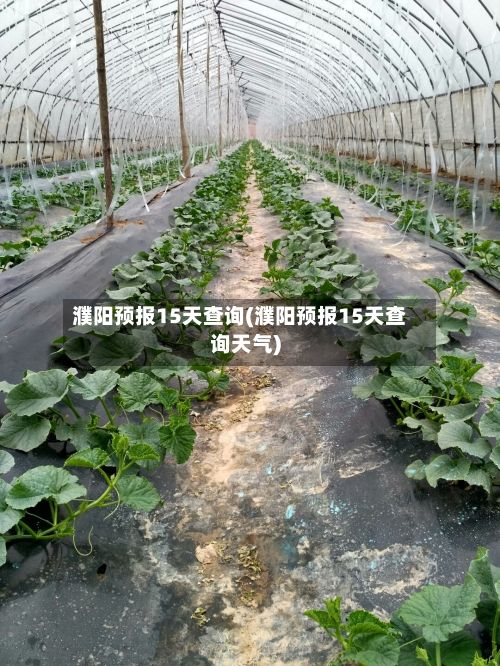 濮阳预报15天查询(濮阳预报15天查询天气)-第3张图片