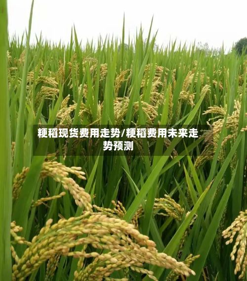 粳稻现货费用走势/粳稻费用未来走势预测-第2张图片