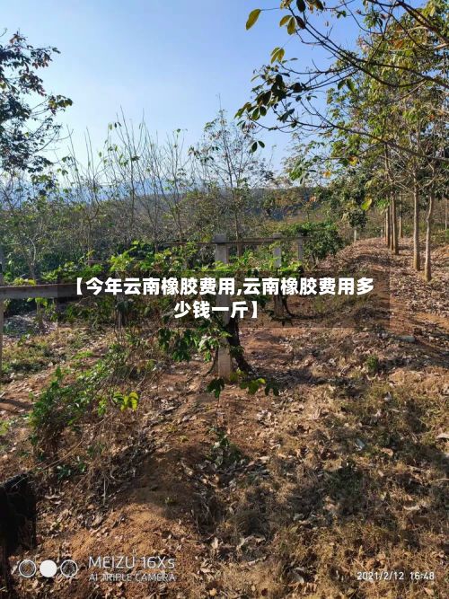 【今年云南橡胶费用,云南橡胶费用多少钱一斤】-第3张图片