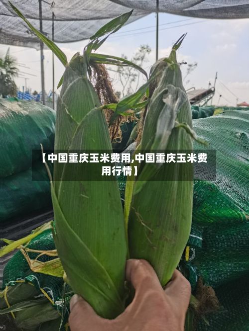 【中国重庆玉米费用,中国重庆玉米费用行情】