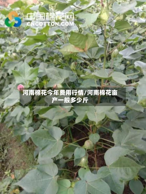 河南棉花今年费用行情/河南棉花亩产一般多少斤
