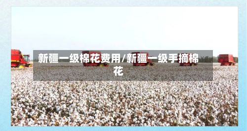 新疆一级棉花费用/新疆一级手摘棉花-第2张图片