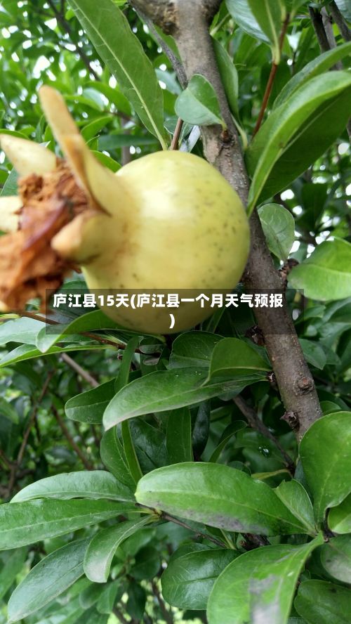 庐江县15天(庐江县一个月天气预报)
