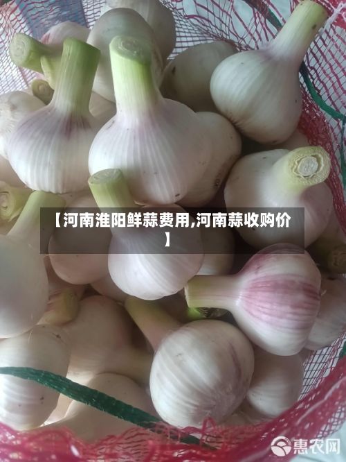 【河南淮阳鲜蒜费用,河南蒜收购价】-第2张图片