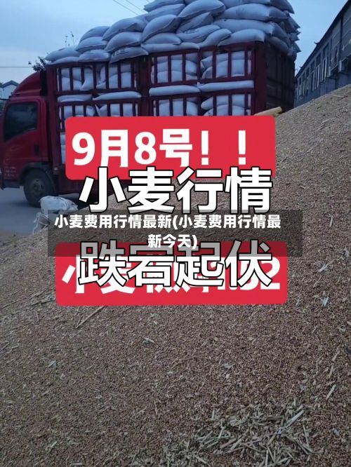 小麦费用行情最新(小麦费用行情最新今天)
