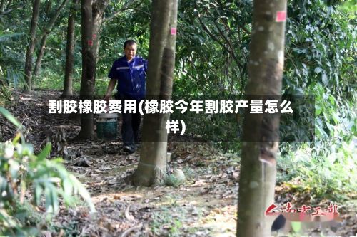 割胶橡胶费用(橡胶今年割胶产量怎么样)