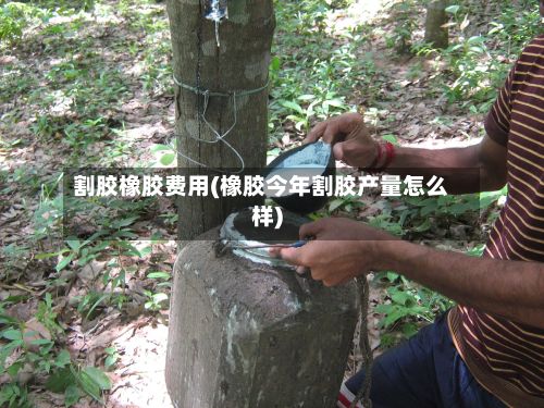 割胶橡胶费用(橡胶今年割胶产量怎么样)-第2张图片