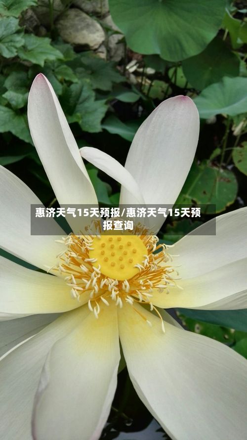 惠济天气15天预报/惠济天气15天预报查询